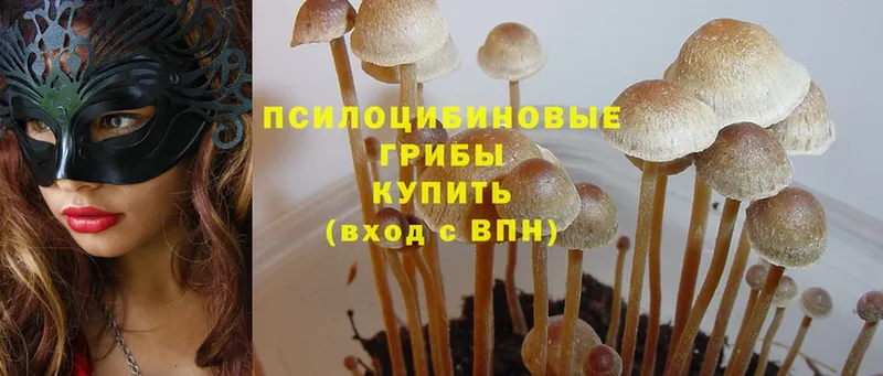 Псилоцибиновые грибы Psilocybine cubensis  Кинель 