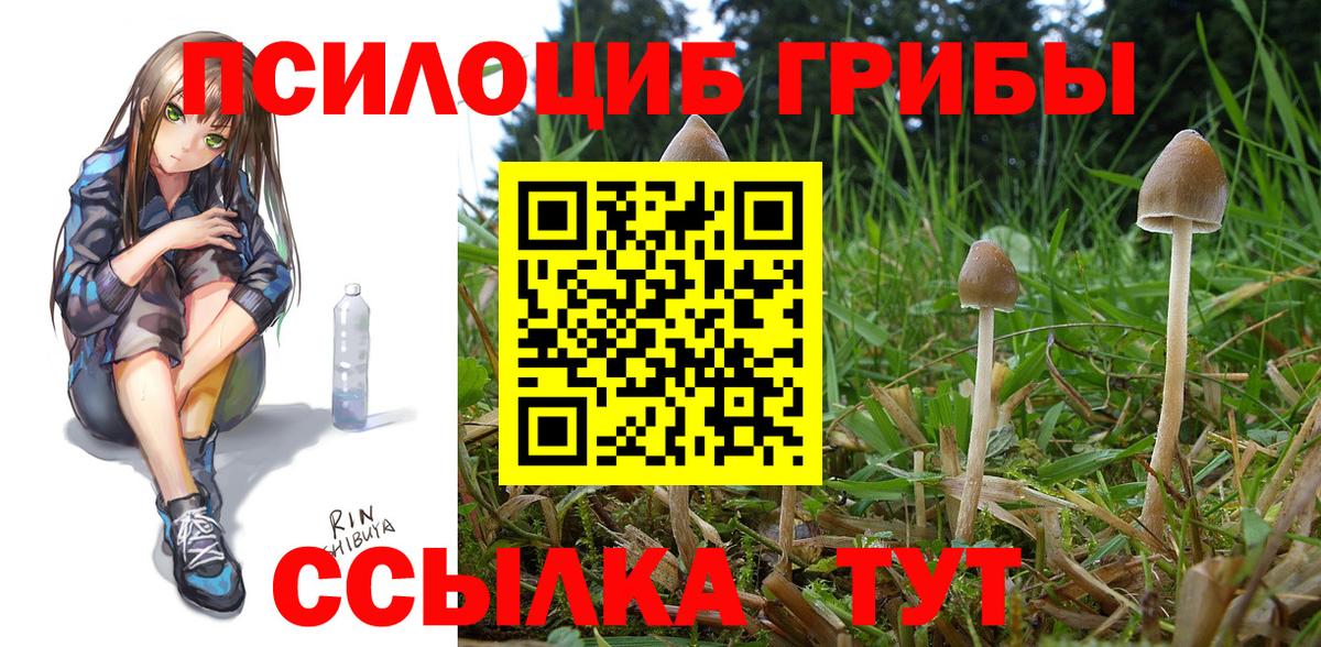 Псилоцибиновые грибы Cubensis Кинель
