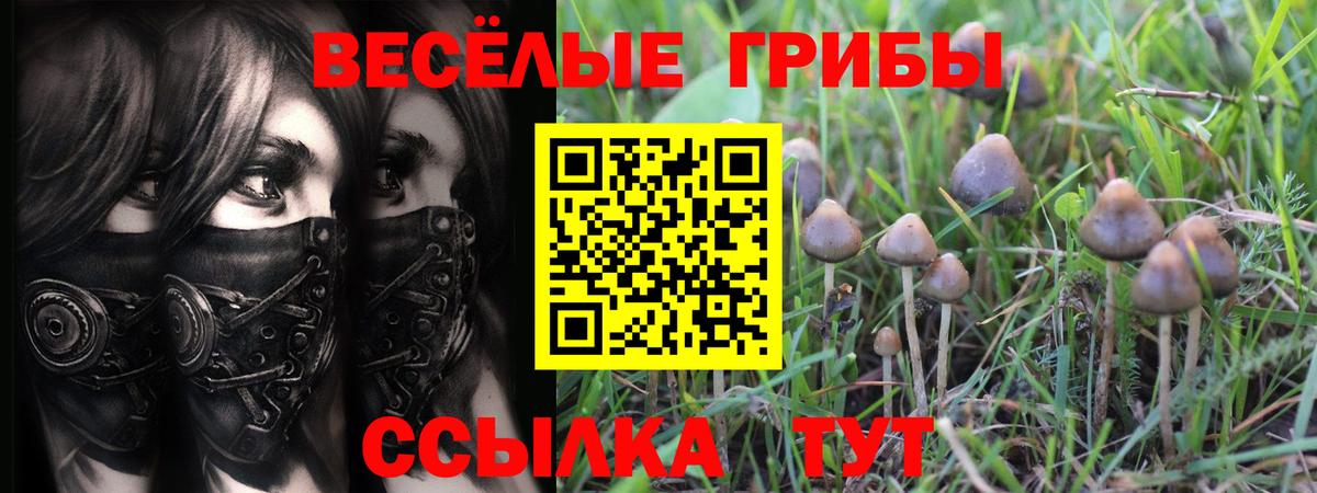 Псилоцибиновые грибы Magic Shrooms  Кинель  Псилоцибиновые грибы GOLDEN TEACHER 